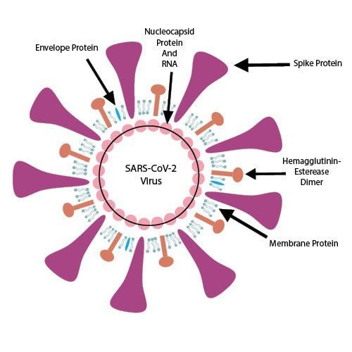 
Virus SARS-CoV-2
