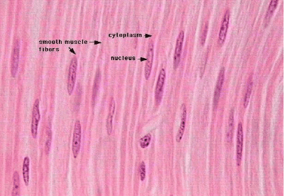 Các u cơ trơn ở da