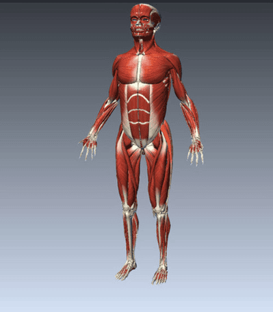 Các chức năng của hệ thống cơ bắp trong cơ thể