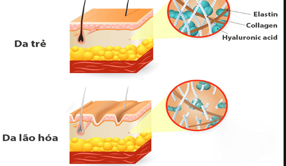 7. Các ứng dụng của Collagen trong y tế và thẩm mỹ