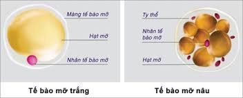 
Tế bào mỡ trắng và mỡ nâu
