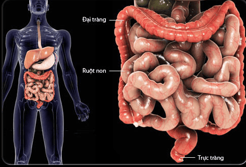 Part 4: Is the gut really the main source of Gut Peptides?