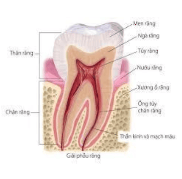 
Hình ảnh giải phẫu răng
