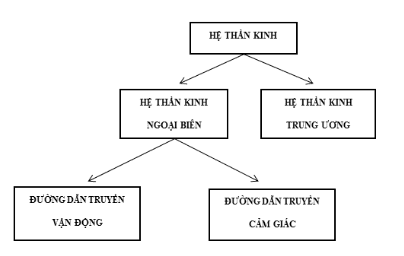 
Hình 1: Sơ đồ hệ thần kinh
