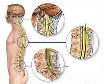 
Tủy sống nằm xuyên bên trong ống cột sống, được bao bọc ba lớp màng
