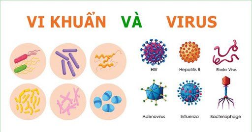 Vi Khuẩn Ebola: Những Điều Cần Biết và Cách Phòng Ngừa