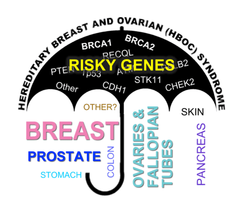 
Hình 2: Gen gây ra HBOC và các bệnh ung thư liên quan. Genes: BRCA1, BRCA2, PTEN, TP53, CDH1, STK11, CHEK2... Breast: ung thư vú. Prostate: ung thư tuyến tiền liệt. Stomach: ung thư dạ dày. Ovarian: ung thư buồng trứng. Pancreas: ung thư tuyến tụy. Skin: ung thư da. https://www.hbocsociety.org
