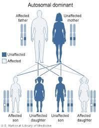 
Hình 4: Phương thức di truyền của những gen gây ra HBOC. Affected: người mang đột biến di truyền trên một bản sao của gen. Unaffected: người không mang đột biến di truyền. https://myriadmyrisk.com
