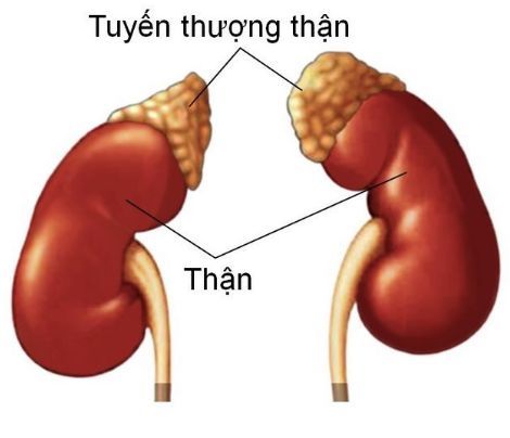 
Xét nghiệm cortisol để tìm ra vấn đề bất thường ở tuyến thượng thận
