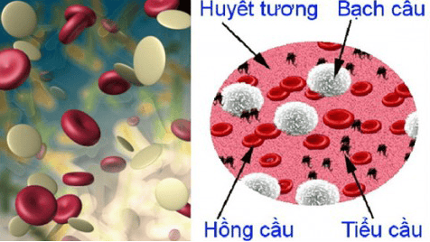 How much thrombocytopenia is dangerous?