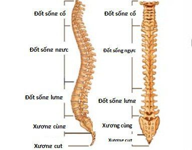 
Cột sống được tạo thành từ 33 đốt sống
