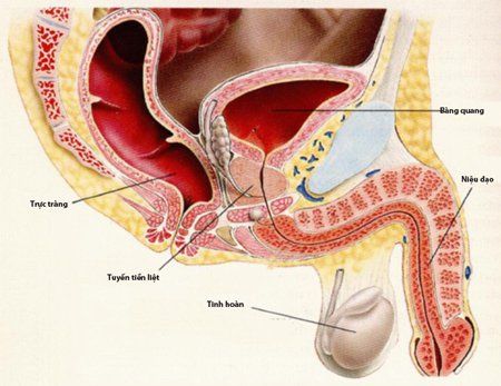 
Hình ảnh viêm niệu đạo cấp tính ở nam giới
