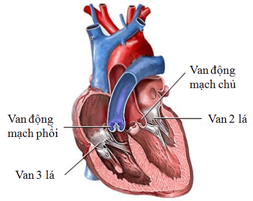 
Hình ảnh van hai lá
