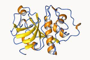 
Enzyme Lipase trong dịch ruột có chức năng chuyển hóa mỡ
