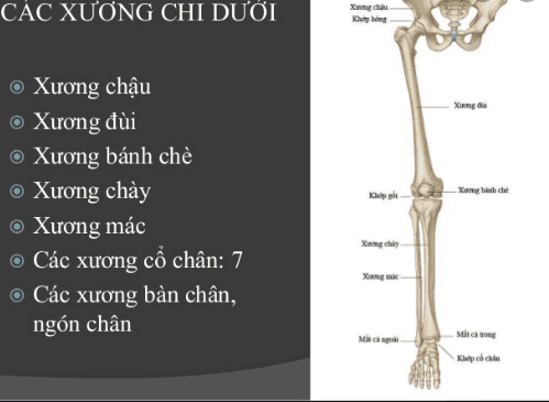 
Hình ảnh hệ thống xương chi dưới
