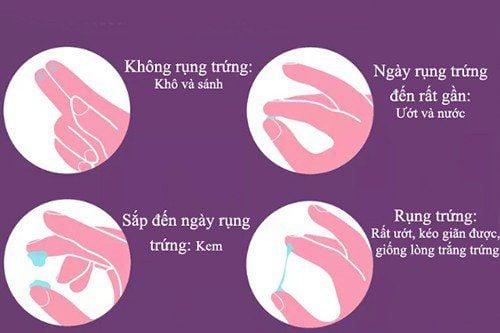 
Chất nhầy cổ tử cung
