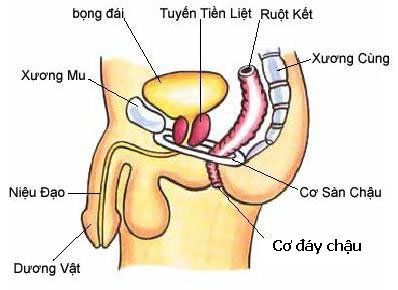 Urine aspiration on the pubic bone