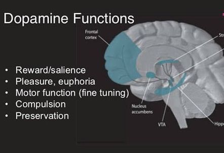 
Dopamine từ chuối hoạt động như một chất chống oxy hóa.
