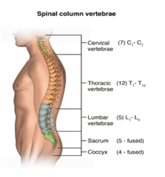 
Hình ảnh giải phẫu cột sống
