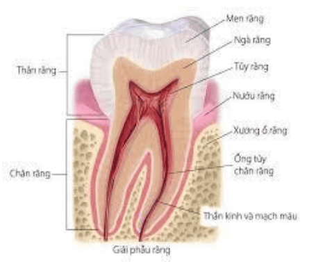 
Hình ảnh giải phẫu răng
