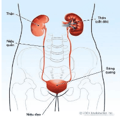 
Thận đóng vai trò quan trọng trong cơ thể
