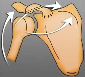 
Sự co cơ chóp xoay đối kháng lại với lực co của cơ delta và cơ ngực lớn.
