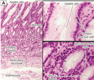 
Hình 2. Cấu trúc mô học của dạ dày
