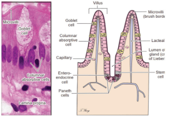 
Hình 4. Cấu trúc mô học của ruột non

