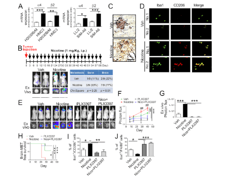 
Fig.2. Nicotine promotes brain metastasis by activating microglia in vivo.
