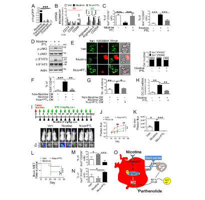 
Fig.3.PTL suppresses brain tumor progression by blocking nicotine-induced M2 microglia polarization.
