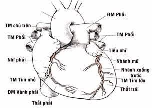 
Hình 13: Động mạch vành và các nhánh
