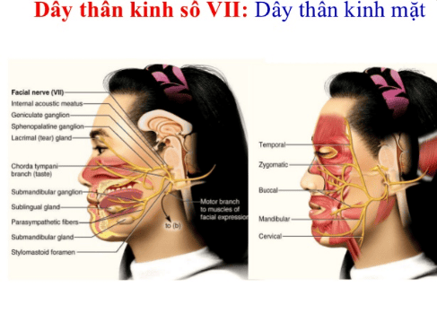 
Dây thần kinh số VII hay còn được gọi là dây thần kinh mặt
