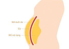 
Mỡ dưới da nằm ở ngay dưới lớp da và trên lớp cơ
