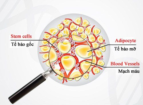 Thể tiết có nguồn gốc từ tế bào gốc từ mô mỡ