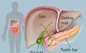 
Viêm đường mật nguyên phát gây ảnh hưởng đến chức năng gan
