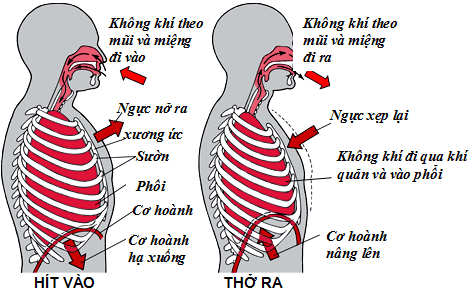 
Cử động hô hấp là một trong các yếu tố giúp máu chảy về tim
