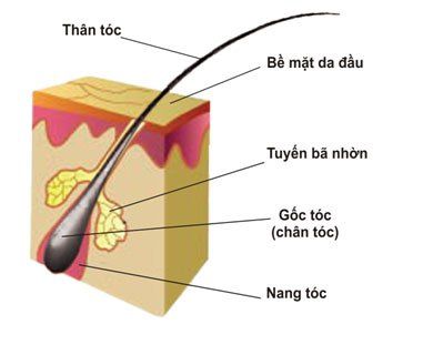 
Cấu tạo của tóc
