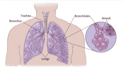 
Hút thuốc lá tăng nguy cơ mắc ung thư phổi
