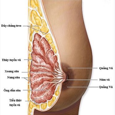 
Những người có mỡ nội tạng sẽ tăng nguy cơ mắc bệnh ung thư vú
