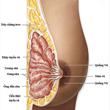 
Ung thư vú có thể xảy ra cả ở nam giới và nữ giới
