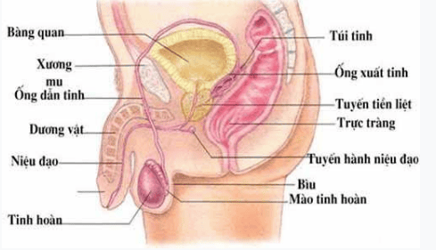 
. Ung thư tuyến tiền liệt là bệnh ung thư khá nguy hiểm ở nam giới
