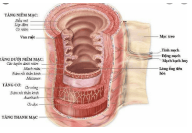 
Hình 1: Cấu tạo thành ống tiêu hoá
