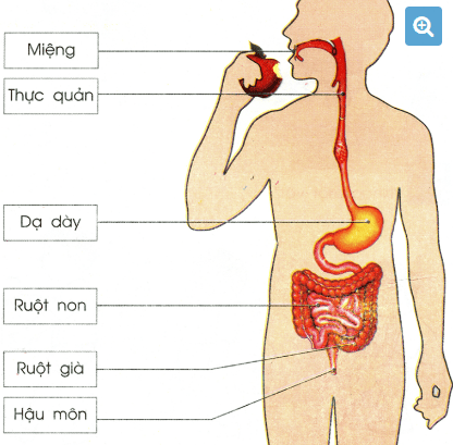 
Hình 1: Hệ tiêu hoá con người
