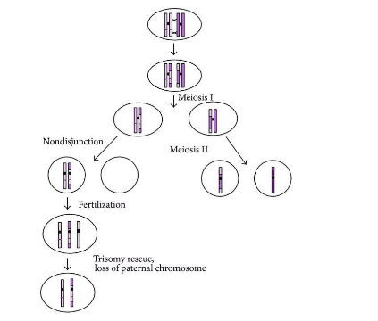 
Cơ chế tạo Uniparental Disomy (UPD)
