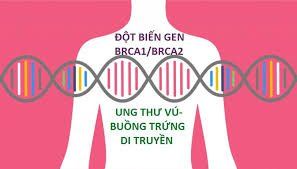 
Các đột biến ở gen BRCA1 và BRCA2 có tỷ lệ nhỏ gây ra ung thư tuyến tiền liệt gia đình
