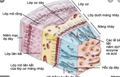 
Hình 2: Cấu tạo các lớp dạ dày – Thành dạ dày cũng có các mô lympho nên cũng là nơi xảy ra bệnh lí u lympho do các kích thích miễn dịch mãn tính, nhất là H.Pylori
