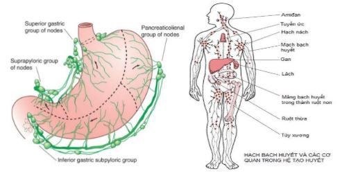 
Hình 3: Mạng lưới hạch bạch huyết trong cơ thể và hạch bạch huyết quanh dạ dày, trong mô dạ dày, cơ sở lý luận của bệnh lí U MALT
