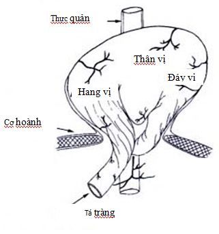 
Hình 19: Hình ảnh TVKH dạng cuộn biến chứng xoắn dạ dày. Nguồn: Lev Khithin (2009)
