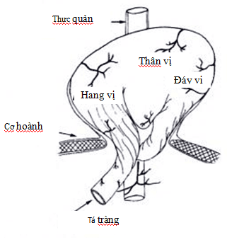 
Hình 19: Hình ảnh TVKH dạng cuộn biến chứng xoắn dạ dày. Nguồn: Lev Khithin (2009)
