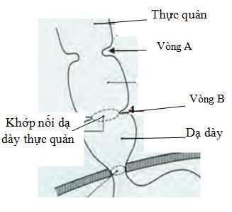 
Hình 8: Sơ đồ phần dưới của thực quản trên X quang.
